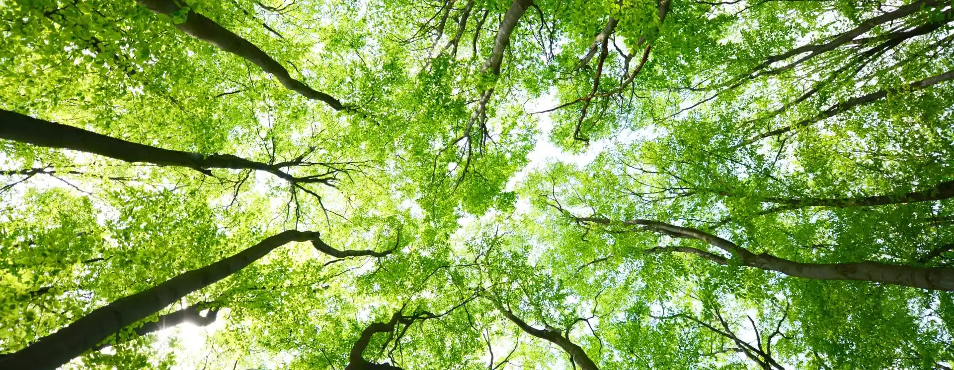 <span>Notre expertise,</span> pour des arbres en pleine santé et des jardins sublimés !